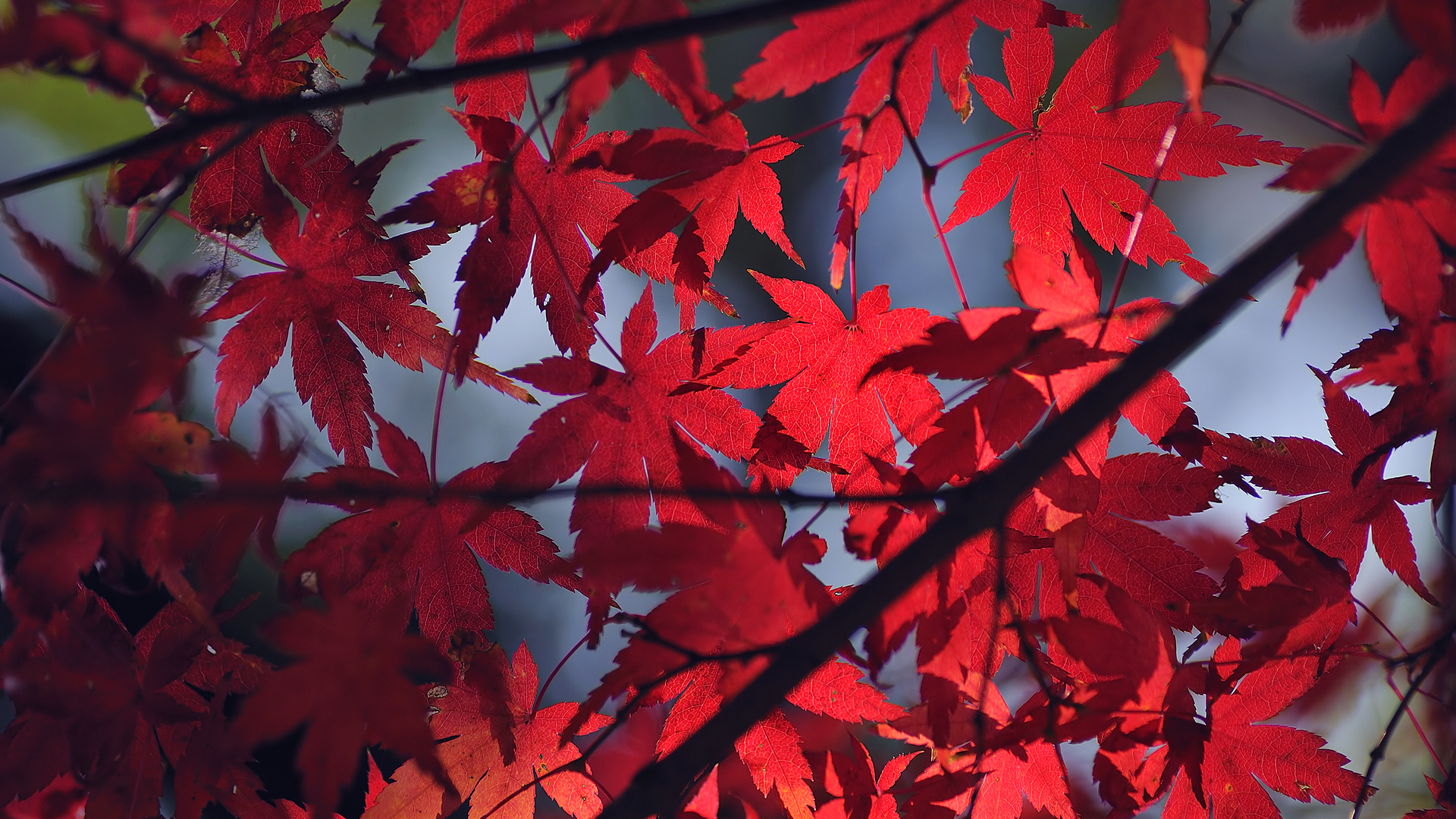 leaves-113.jpg