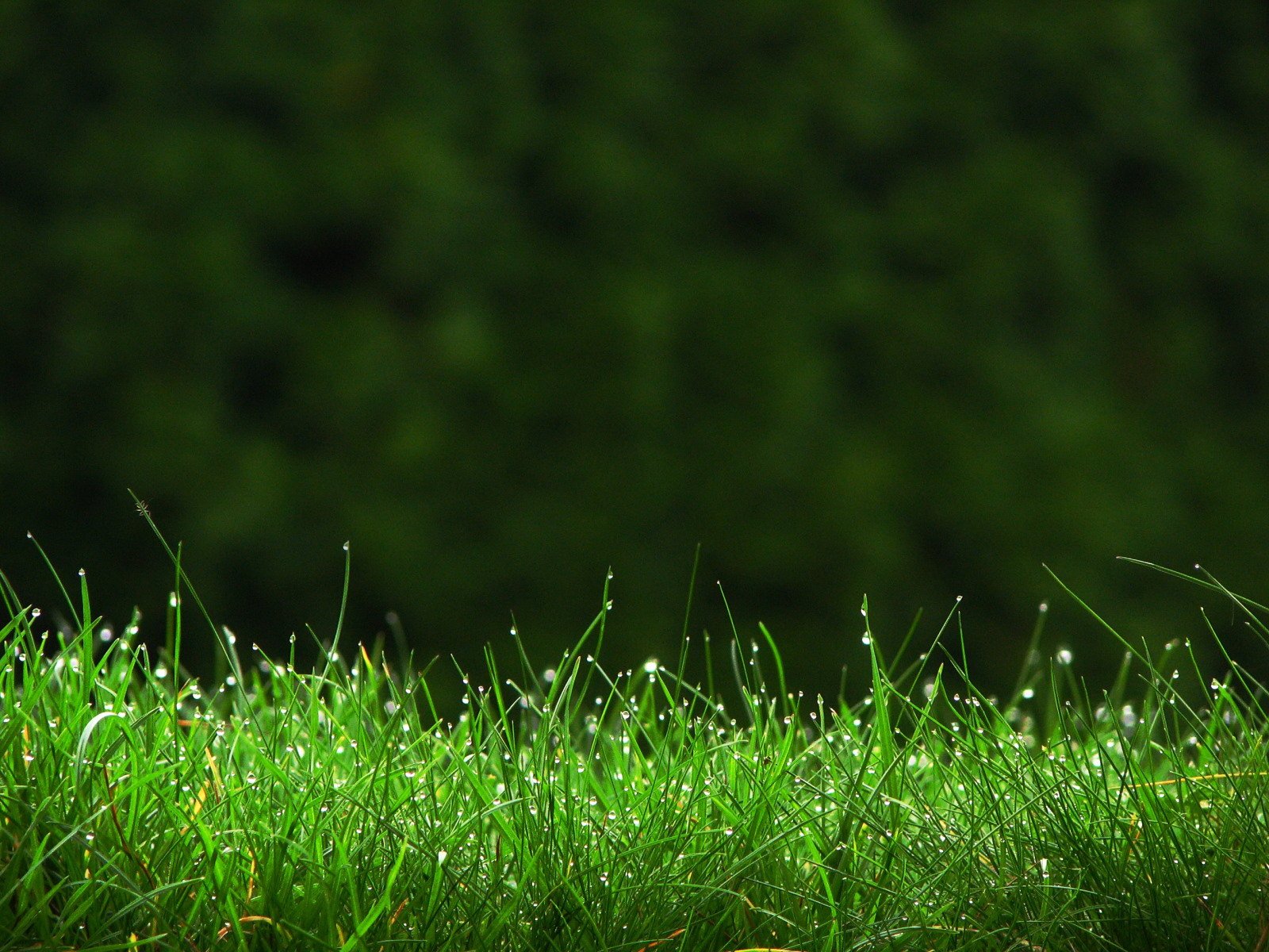 Grass-wallpaper_1600x1200.jpg